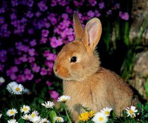 пазл Кролик в цветах
